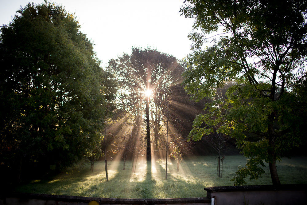 Hope image to go with Hope quotes. The sun shining through trees on a winter morning